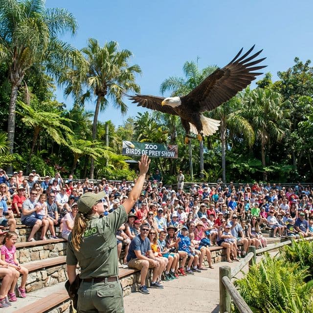 โชว์นกล่าเหยื่อ