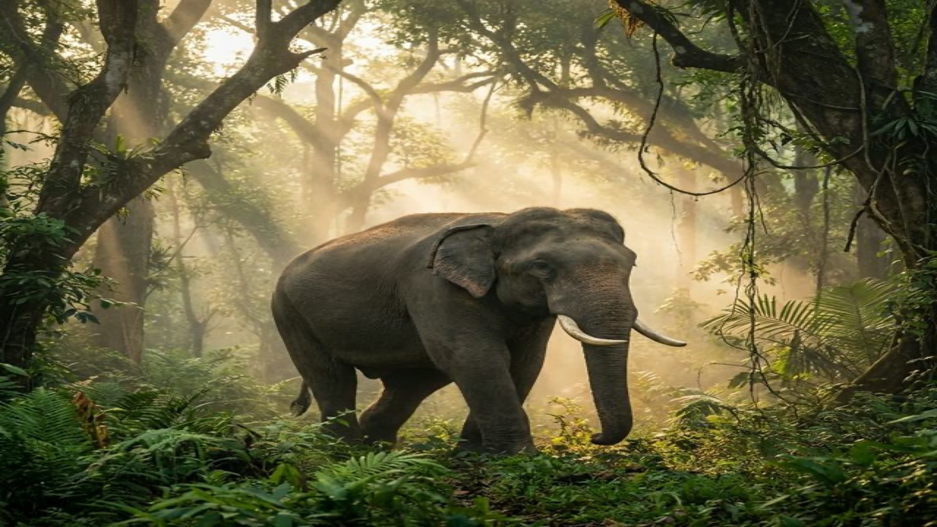 ช้างเอเชีย — สวนสัตว์เปิดเขาเขียว