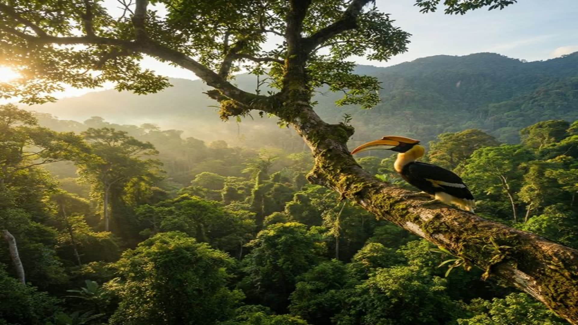 นกเงือก — สัญลักษณ์ป่าเขตร้อน