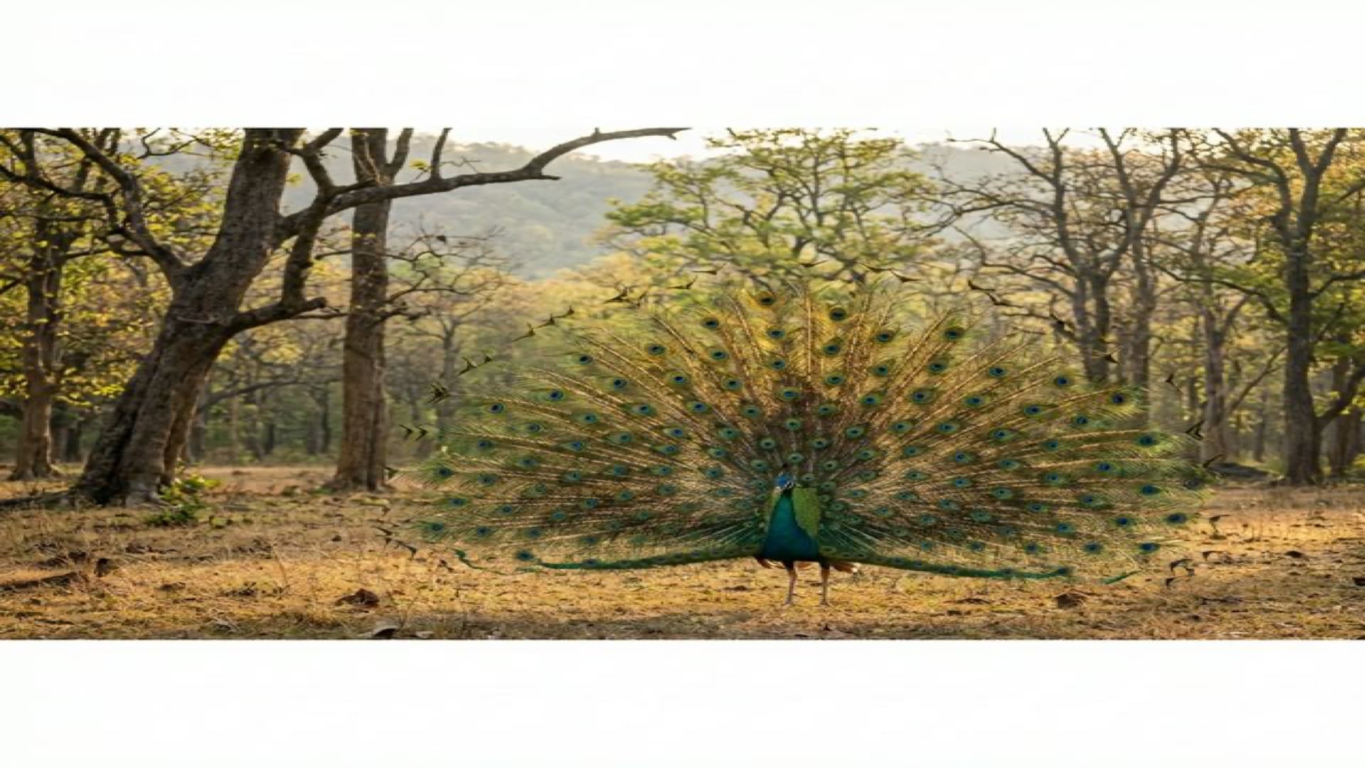 นกยูงไทย