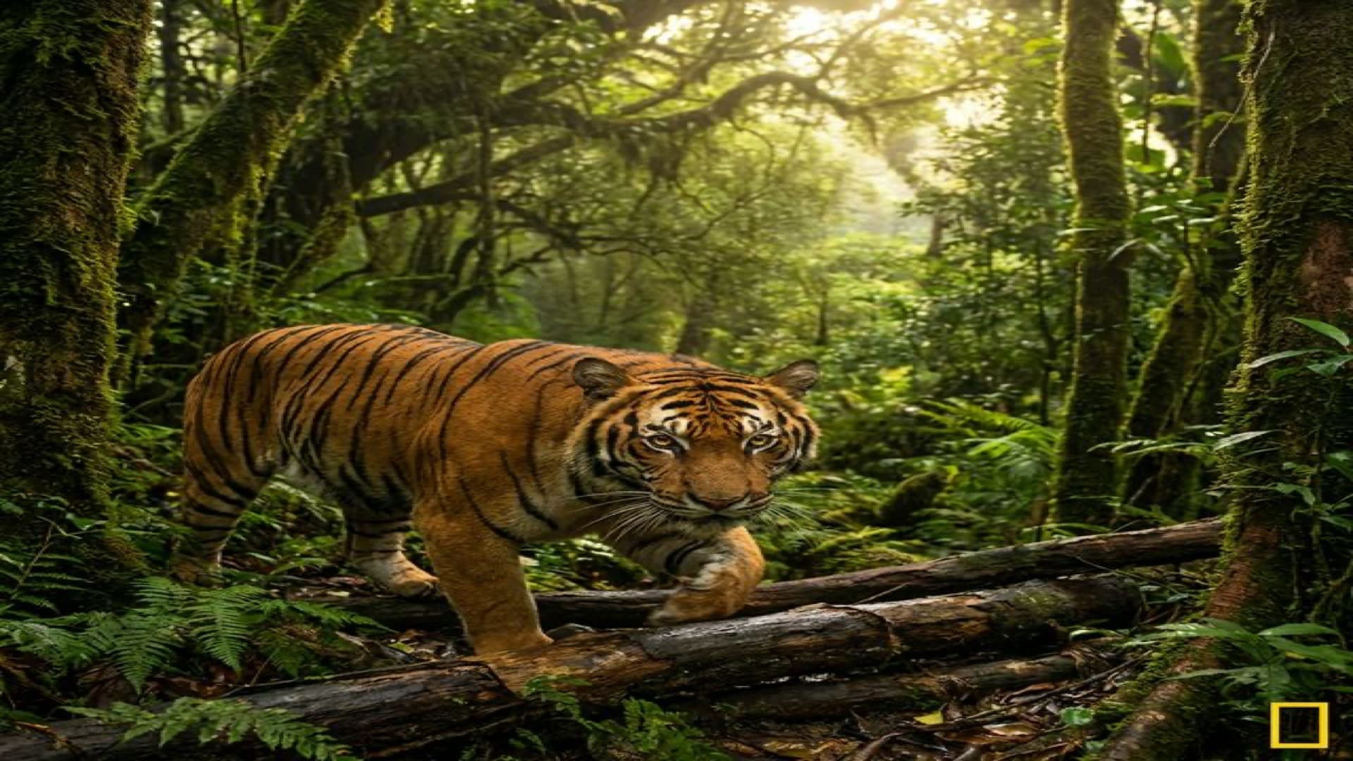 เสือโคร่งอินโดจีน